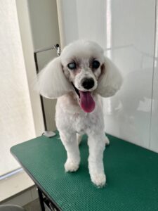 レオくんのトリミング写真