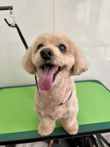 クレアちゃんのトリミング写真