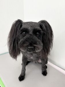 6月9日のわんこたちの写真