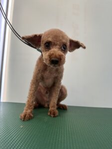 6月3日のわんこたちの写真
