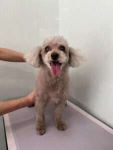 6月23日のわんこたちの写真