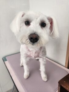 あいちゃんのトリミング写真