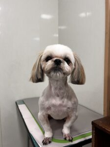 あめちゃんのトリミング写真