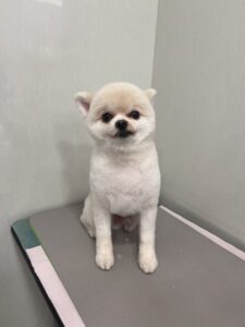 おもちくんのトリミング写真