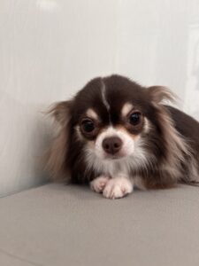 かりんちゃんのトリミング写真