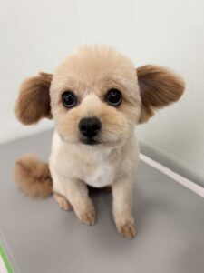 ききちゃんのトリミング写真