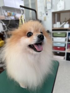 きなこちゃんのトリミング写真