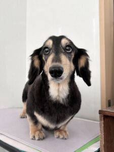 くうがくんのトリミング写真