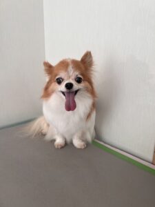 くうくんのトリミング写真
