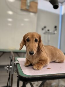 くうくんのトリミング写真