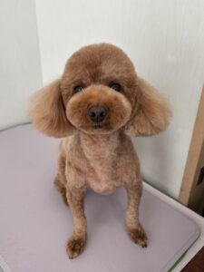 くうくんのトリミング写真