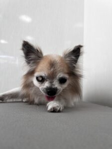 くっきぃ～ちゃんのトリミング写真