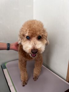 くりおくんのトリミング写真