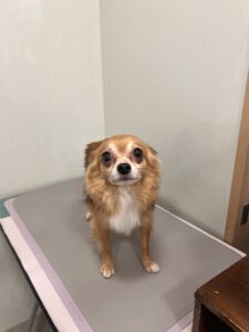 胡桃(くるみ)ちゃんのトリミング写真