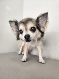 cocoaちゃんのトリミング写真