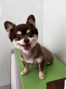 こはくくんのトリミング写真