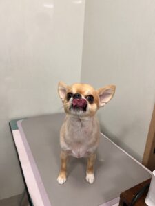 コリキくんのトリミング写真