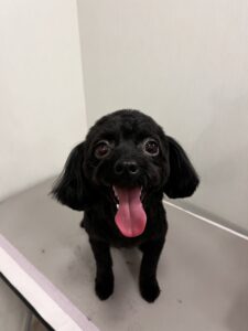 コロくんのトリミング写真