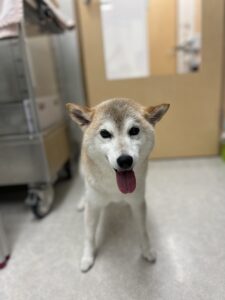 さくらちゃんのトリミング写真