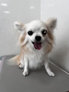 cinnamonちゃんのトリミング写真