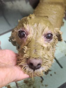駿介くんのトリミング写真