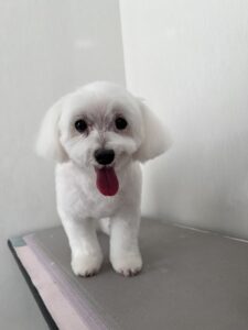 しろくんのトリミング写真