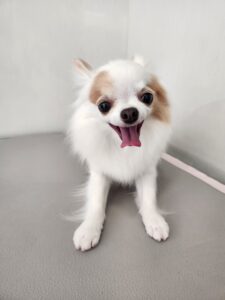 すみれちゃんのトリミング写真