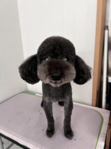 ぜうすくんのトリミング写真