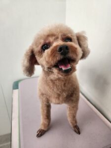 そらくんのトリミング写真