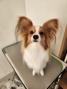 そらくんのトリミング写真