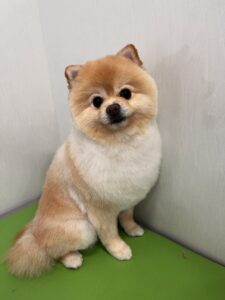 そらくんのトリミング写真