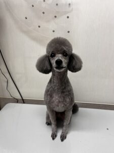 たけ丸くんのトリミング写真