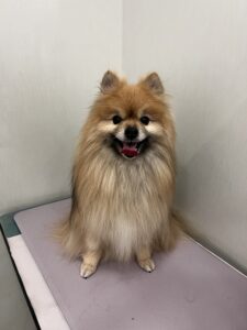たぬきちくんのトリミング写真