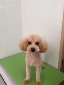 ドゥドゥくんの画像