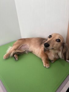 ノアちゃんのトリミング写真