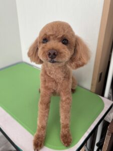 はなちゃんのトリミング写真