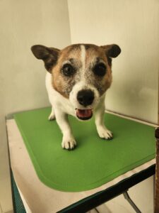 ハナちゃんのトリミング写真