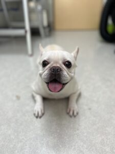 バニラちゃんのトリミング写真
