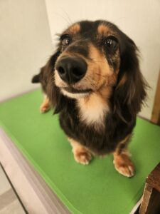 ひなちゃんのトリミング写真