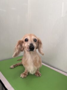 ひまわりちゃんのトリミング写真