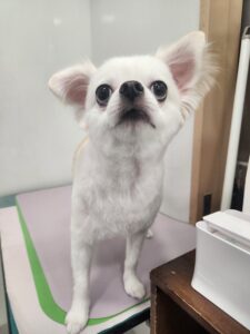 福(ふく)くんのトリミング写真