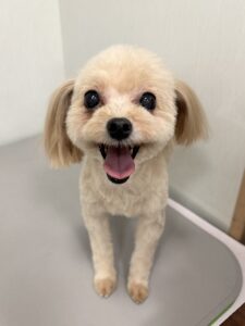 ふわりちゃんのトリミング写真