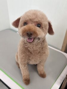 プティちゃんのトリミング写真