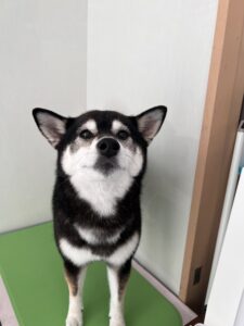 プーちゃんのトリミング写真