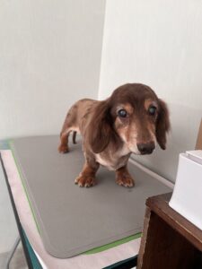 マメぞうくんのトリミング写真