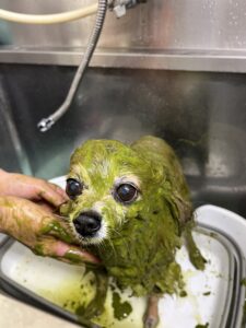 まるくんのトリミング写真