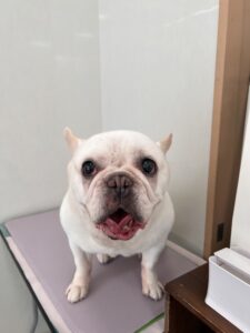 まるちゃんのトリミング写真