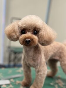 まるちゃんのトリミング写真