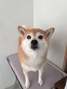 マロンちゃんのトリミング写真