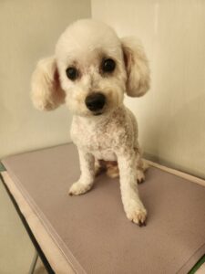 メルちゃんのトリミング写真